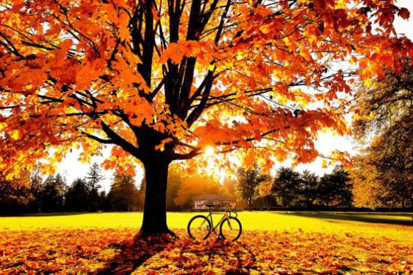 What’s Your Emotional Season? Take the Quiz