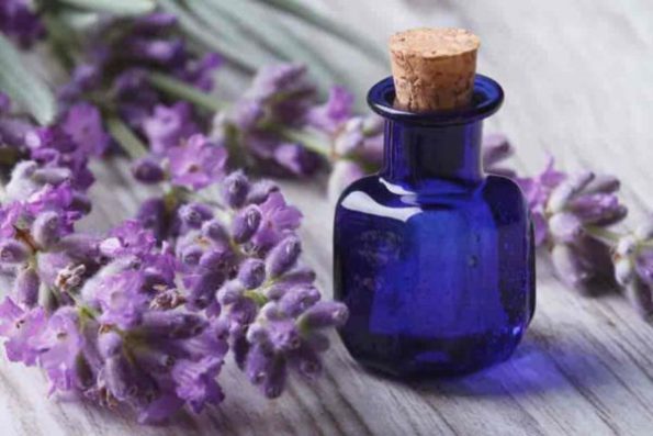 Lavender Essential Oils
