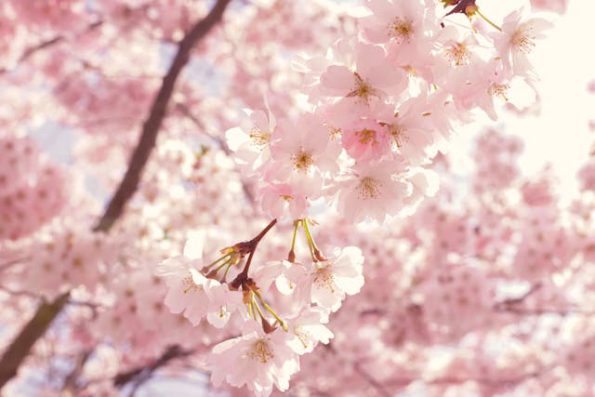 sakura